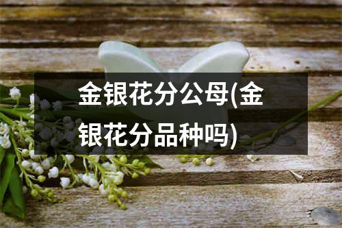 金银花分公母(金银花分品种吗)