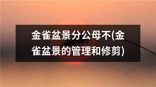 金雀盆景分公母不(金雀盆景的管理和修剪)