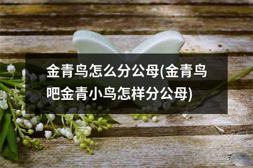 金青鸟怎么分公母(金青鸟吧金青小鸟怎样分公母)