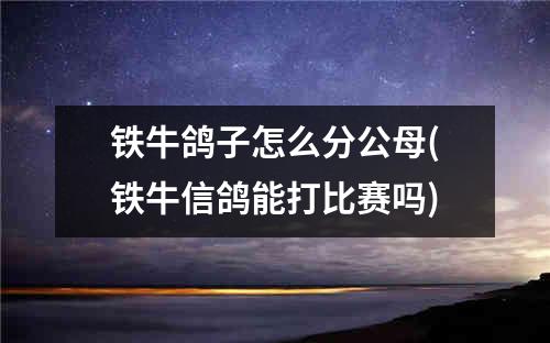 铁牛鸽子怎么分公母(铁牛信鸽能打比赛吗)