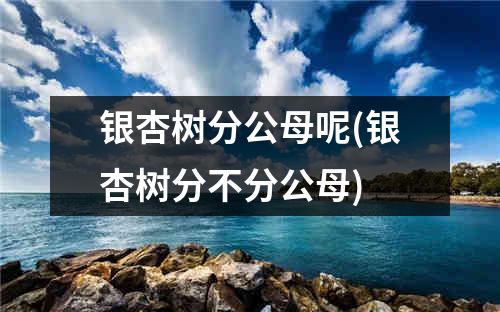 银杏树分公母呢(银杏树分不分公母)