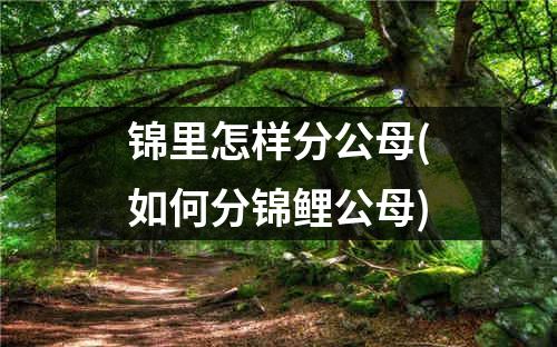 锦里怎样分公母(如何分锦鲤公母)