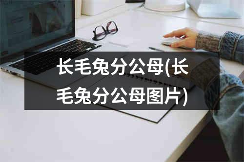 长毛兔分公母(长毛兔分公母图片)