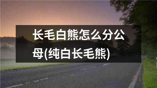 长毛白熊怎么分公母(纯白长毛熊)