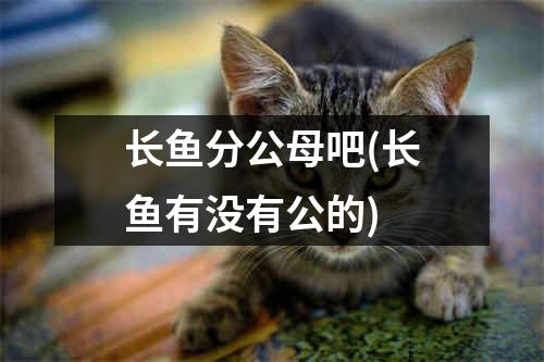 长鱼分公母吧(长鱼有没有公的)