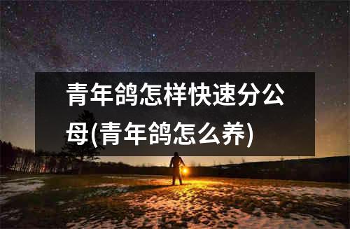 青年鸽怎样快速分公母(青年鸽怎么养)