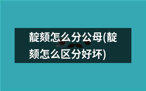 靛颏怎么分公母(靛颏怎么区分好坏)