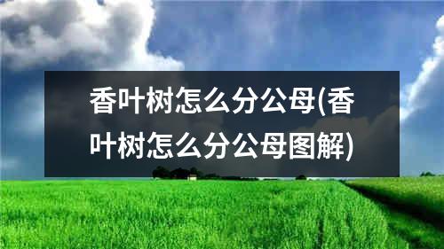 香叶树怎么分公母(香叶树怎么分公母图解)