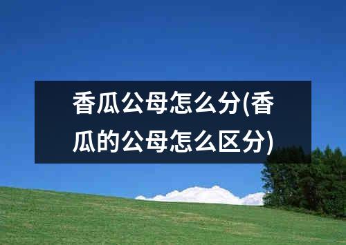 香瓜公母怎么分(香瓜的公母怎么区分)