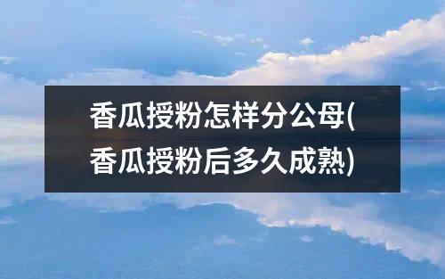 香瓜授粉怎样分公母(香瓜授粉后多久成熟)