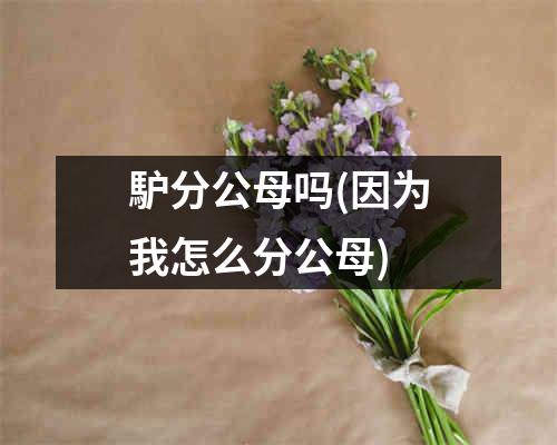 馿分公母吗(因为我怎么分公母)