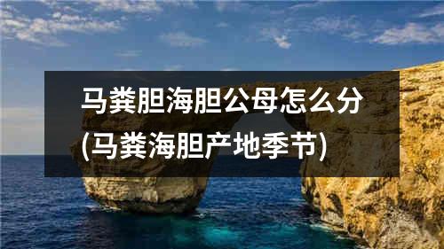 马粪胆海胆公母怎么分(马粪海胆产地季节)