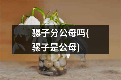 骡子分公母吗(骡子是公母)