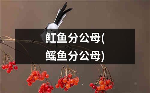 魟鱼分公母(鳐鱼分公母)