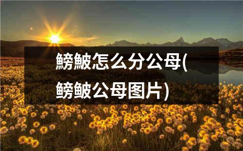 鰟鮍怎么分公母(鳑鲏公母图片)