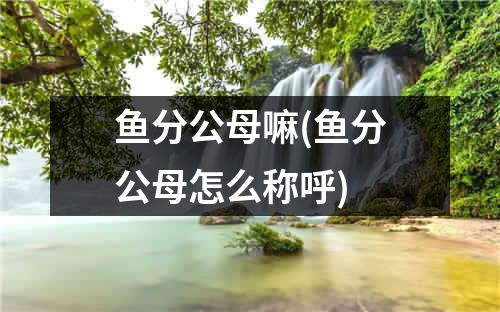 鱼分公母嘛(鱼分公母怎么称呼)