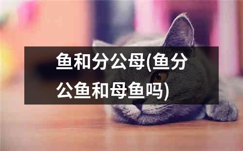 鱼和分公母(鱼分公鱼和母鱼吗)