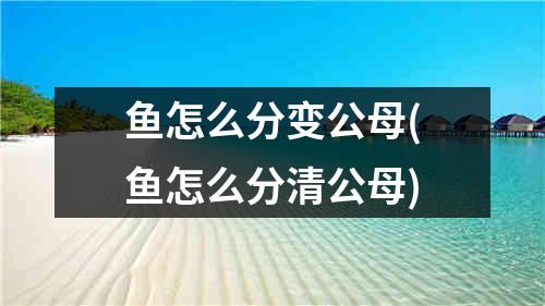 鱼怎么分变公母(鱼怎么分清公母)