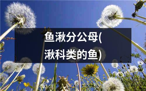 鱼湫分公母(湫科类的鱼)