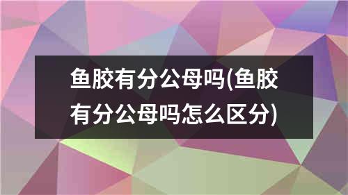 鱼胶有分公母吗(鱼胶有分公母吗怎么区分)