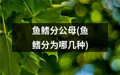 鱼鳍分公母(鱼鳍分为哪几种)