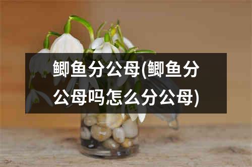 鲫鱼分公母(鲫鱼分公母吗怎么分公母)