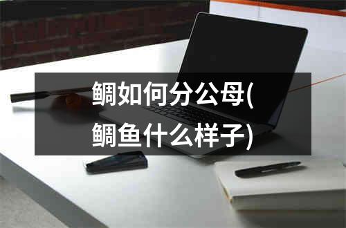 鲷如何分公母(鲷鱼什么样子)