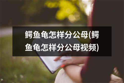 鳄鱼龟怎样分公母(鳄鱼龟怎样分公母视频)