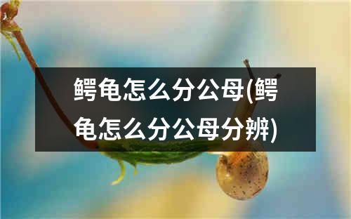 鳄龟怎么分公母(鳄龟怎么分公母分辨)