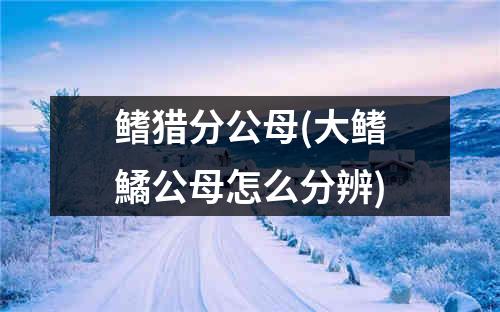 鳍猎分公母(大鳍鱊公母怎么分辨)