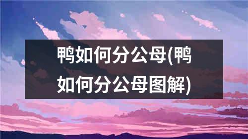 鸭如何分公母(鸭如何分公母图解)