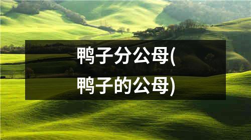 鸭子分公母(鸭子的公母)