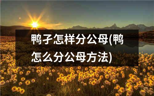 鸭孑怎样分公母(鸭怎么分公母方法)