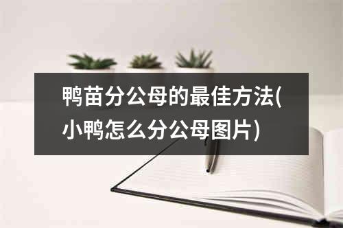 鸭苗分公母的最佳方法(小鸭怎么分公母图片)