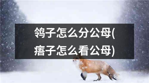 鸰子怎么分公母(痦子怎么看公母)