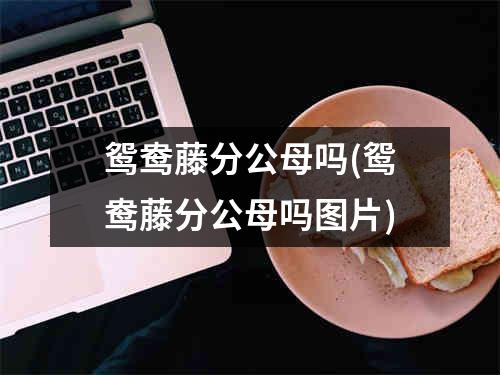 鸳鸯藤分公母吗(鸳鸯藤分公母吗图片)