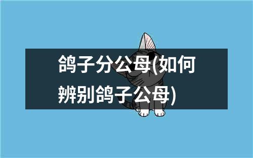 鸽子分公母(如何辨别鸽子公母)