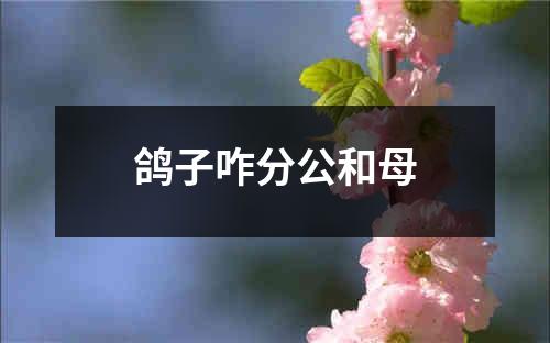 鸽子咋分公和母