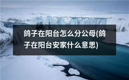 鸽子在阳台怎么分公母(鸽子在阳台安家什么意思)