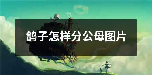 鸽子怎样分公母图片