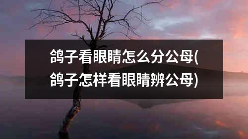 鸽子看眼睛怎么分公母(鸽子怎样看眼睛辨公母)