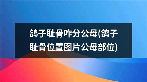 鸽子耻骨咋分公母(鸽子耻骨位置图片公母部位)