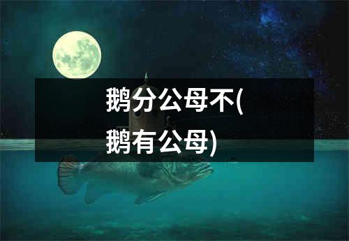 鹅分公母不(鹅有公母)