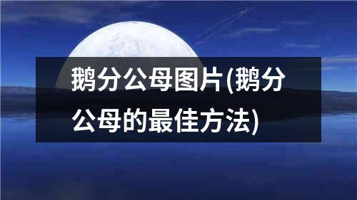 鹅分公母图片(鹅分公母的最佳方法)