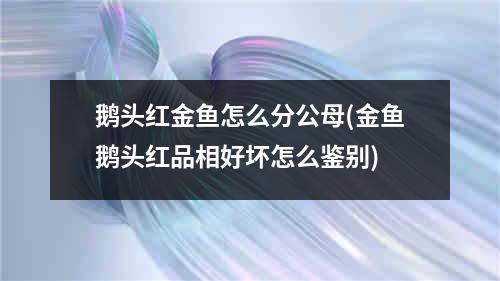 鹅头红金鱼怎么分公母(金鱼鹅头红品相好坏怎么鉴别)