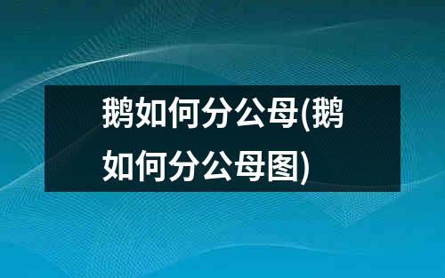 鹅如何分公母(鹅如何分公母图)