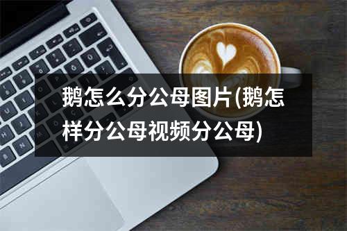 鹅怎么分公母图片(鹅怎样分公母视频分公母)