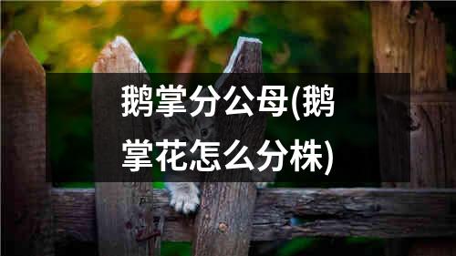 鹅掌分公母(鹅掌花怎么分株)