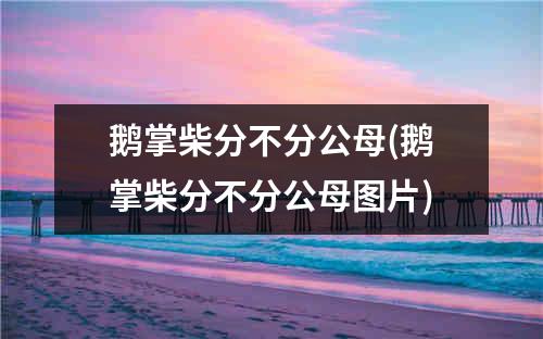 鹅掌柴分不分公母(鹅掌柴分不分公母图片)