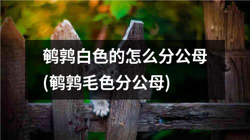 鹌鹑白色的怎么分公母(鹌鹑毛色分公母)